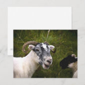 Ewe Briefkaart (Voorkant / Achterkant)