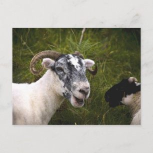 Ewe Briefkaart
