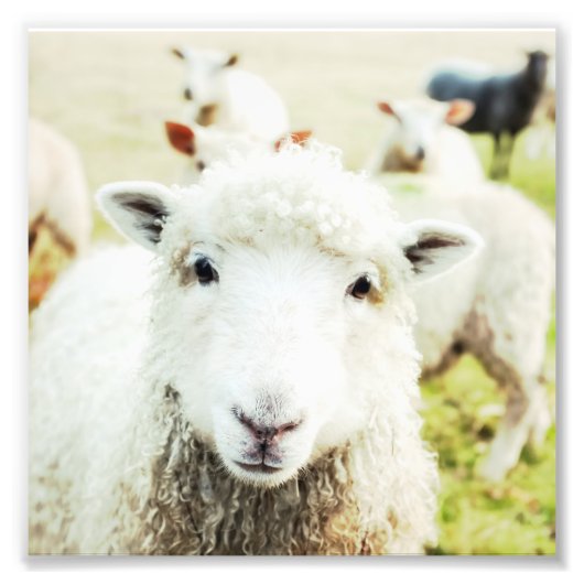 Ewe Cutie Sheep Lamb Country Boerderij Animal Squa Foto Afdruk (Voorkant)
