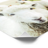 Ewe Cutie Sheep Lamb Country Boerderij Animal Squa Foto Afdruk (Hoek)