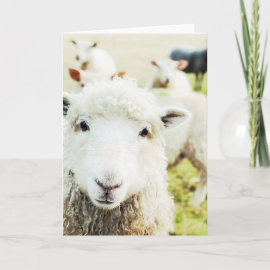 Ewe Cutie Sheep Lamb Land Animal Blank Notecard Kaart (Voorkant)