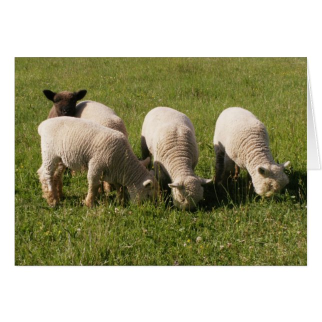 Ewe-niquely Me! (Voorkant Horizontaal)