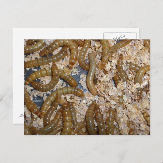 Ewww. Briefkaart van alwormen (Voorkant / Achterkant)