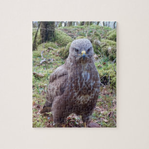 Excentrieke Chagrijnige Buizerd Met Houding Staren Legpuzzel