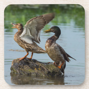 Excuseer mij bier onderzetter