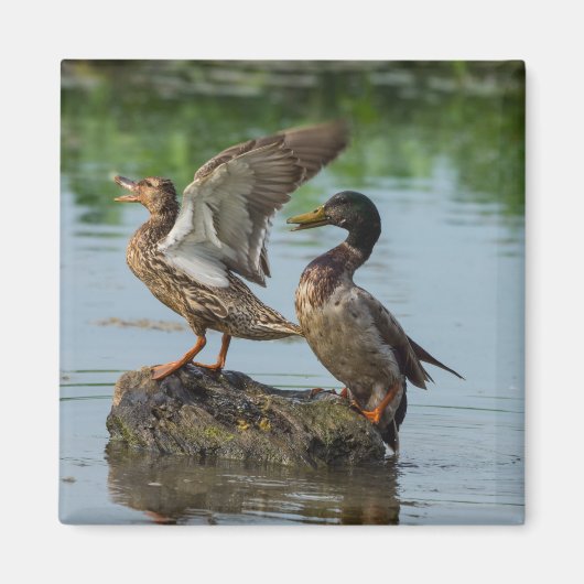 Excuseer mij magneet (Voorkant)