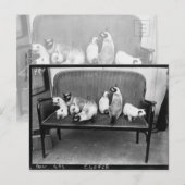 Exhibition Cat Club - Mondial 494 Briefkaart (Voorkant / Achterkant)