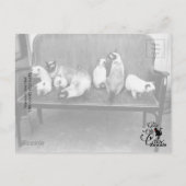 Exhibition Cat Club - Mondial 494 Briefkaart (Achterkant)