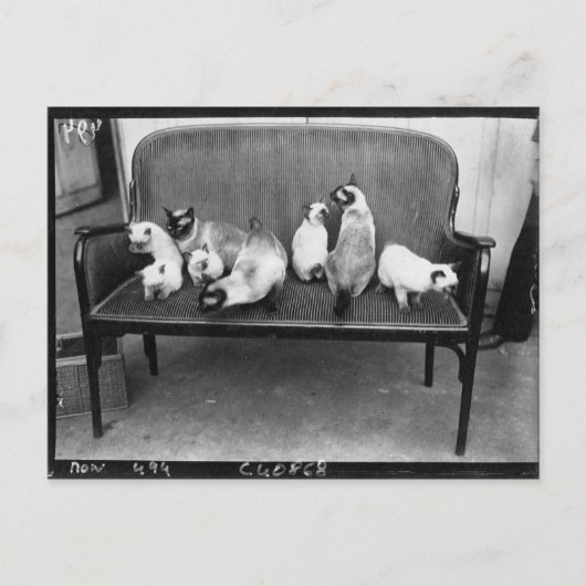 Exhibition Cat Club - Mondial 494 Briefkaart (Voorkant)