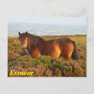 Exmoer pony, paard, Somerset, Engeland Briefkaart