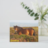 Exmoer pony, paard, Somerset, Engeland Briefkaart (Staand voorkant)