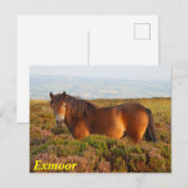 Exmoer pony, paard, Somerset, Engeland Briefkaart (Voorkant / Achterkant)