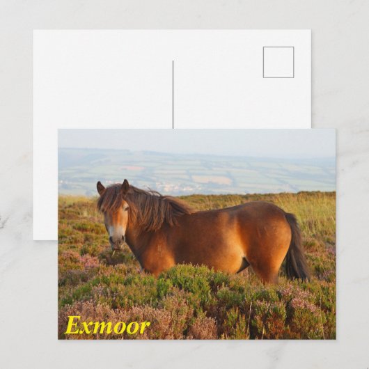 Exmoer pony, paard, Somerset, Engeland Briefkaart (Voorkant / Achterkant)