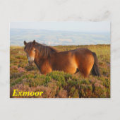 Exmoer pony, paard, Somerset, Engeland Briefkaart (Voorkant)