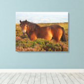 Exmoer pony, paard, Somerset, Engeland Canvas Afdruk (Insitu (Houten vloer))