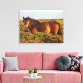Exmoer pony, paard, Somerset, Engeland Canvas Afdruk (Insitu (Woonkamer))