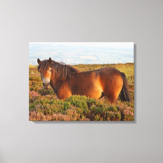 Exmoer pony, paard, Somerset, Engeland Canvas Afdruk (Voorkant)