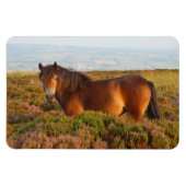 Exmoer pony, paard, Somerset, Engeland Magneet (Horizontaal)