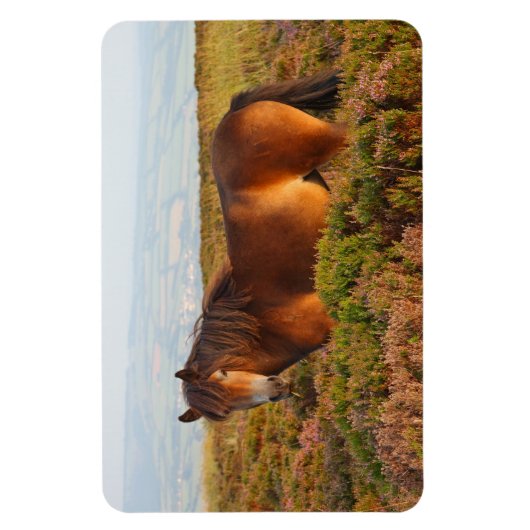 Exmoer pony, paard, Somerset, Engeland Magneet (Verticaal)