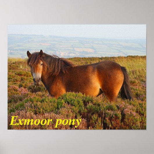 Exmoer pony, paard, Somerset, Engeland Poster (Voorkant)