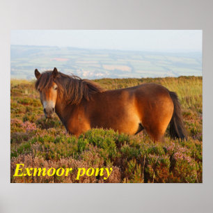 Exmoer pony, paard, Somerset, Engeland Poster