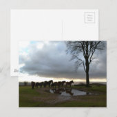 Exmoor Ponies Briefkaart (Voorkant / Achterkant)
