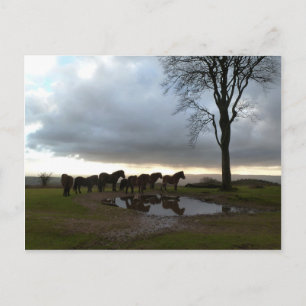 Exmoor Ponies Briefkaart