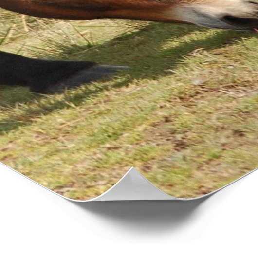 Exmoor Ponies Poster (Hoek)