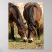 Exmoor Ponies Poster (Voorkant)