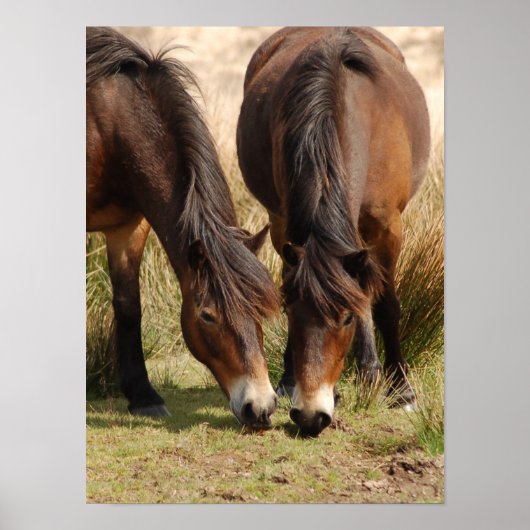 Exmoor Ponies Poster (Voorkant)