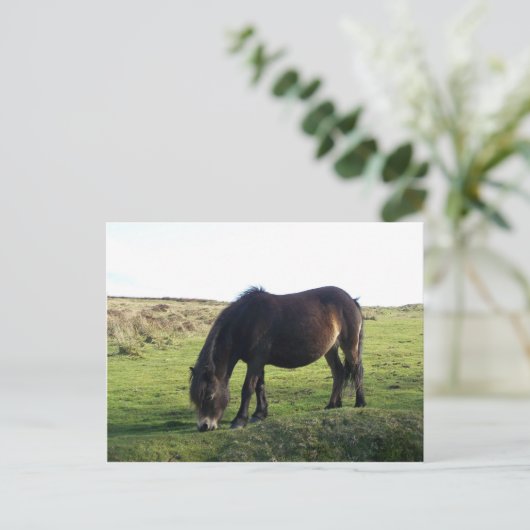 Exmoor Pony Briefkaart (Staand voorkant)
