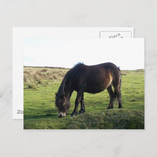 Exmoor Pony Briefkaart (Voorkant / Achterkant)