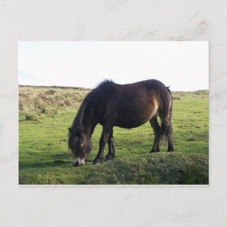 Exmoor Pony Briefkaart