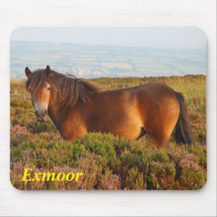 Exmoor pony, paard, Somerset, Engeland Muismat