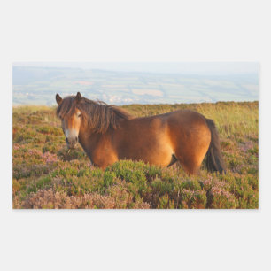 Exmoor pony, paard, Somerset, Engeland Rechthoekige Sticker