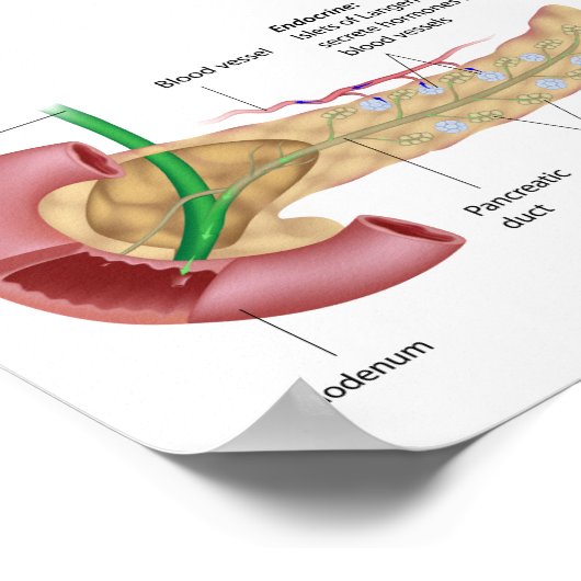 Exocrine- en endocriene alvleesklier, met de verme poster (Hoek)