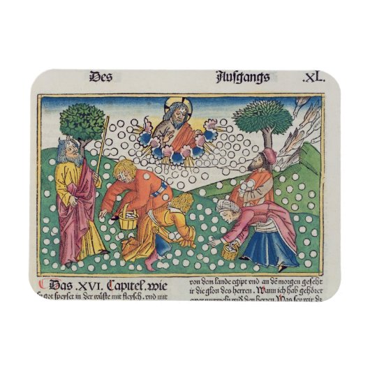 Exodus 16 13-22 God verstrekt kwartels en manna aa Magneet (Horizontaal)