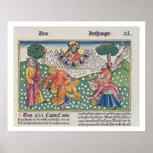 Exodus 16 13-22 God verstrekt kwartels en manna aa Poster (Voorkant)