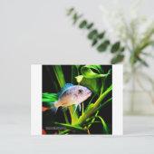 Exotic African Cichlid Fish Briefkaart (Staand voorkant)