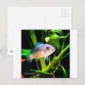 Exotic African Cichlid Fish Briefkaart (Voorkant / Achterkant)