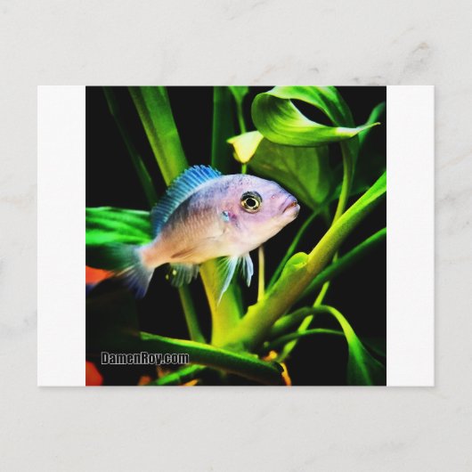 Exotic African Cichlid Fish Briefkaart (Voorkant)