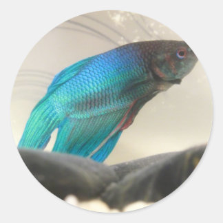 Exotic Betta Fish Closeup Ronde Sticker