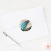 Exotic Betta Fish Closeup Ronde Sticker (Envelop)