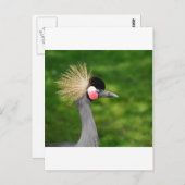 Exotic Bird Briefkaart (Voorkant / Achterkant)