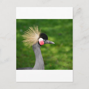 Exotic Bird Briefkaart