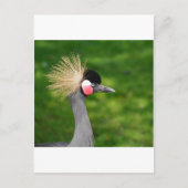 Exotic Bird Briefkaart (Voorkant)