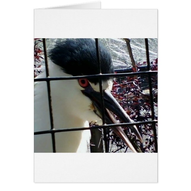 Exotic Bird in het Zoo afbeelding (Voorkant)