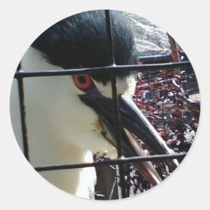 Exotic Bird in het Zoo afbeelding Ronde Sticker