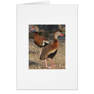 Exotic Black Belly Tree Ducks