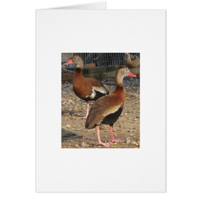 Exotic Black Belly Tree Ducks (Voorkant)